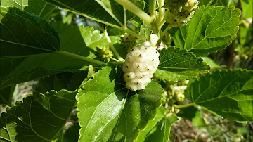 Quel arbre fruitier aime le soleil ?