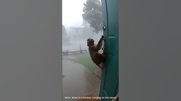Security Cam Catches Monkey During Storm — Gets Blown Away! #shorts