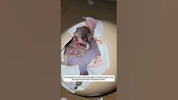A Couple Found An Ostrich Egg In Their Garden And Brought It Home To Incubate Then Animalshorts 