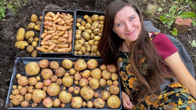 How to Plant & Grow Potatoes 🥔 in Containers