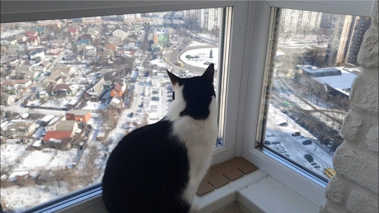 Котяча пʼятірка 🐈🐈‍⬛