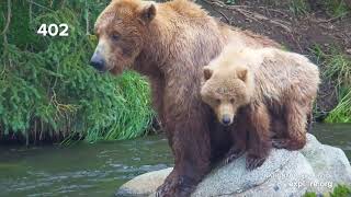 The Joys and Sorrows of Bear Cam | Best of Bear Cam