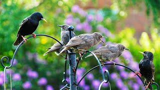 Fledgling Birds Demand Food Their Parents