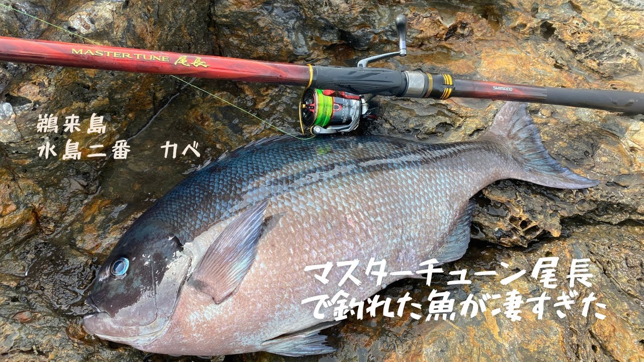 磯釣り】マスターチューン尾長で釣れた魚が凄すぎた - YouTube