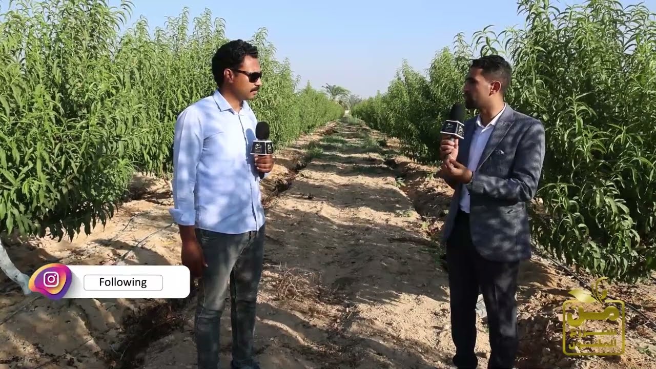 قبل ما تزرع الخوخ.. تعالى اسمع دراسة جدوى وخطوات إنشاء مزرعة خوخ من البداية للنهاية