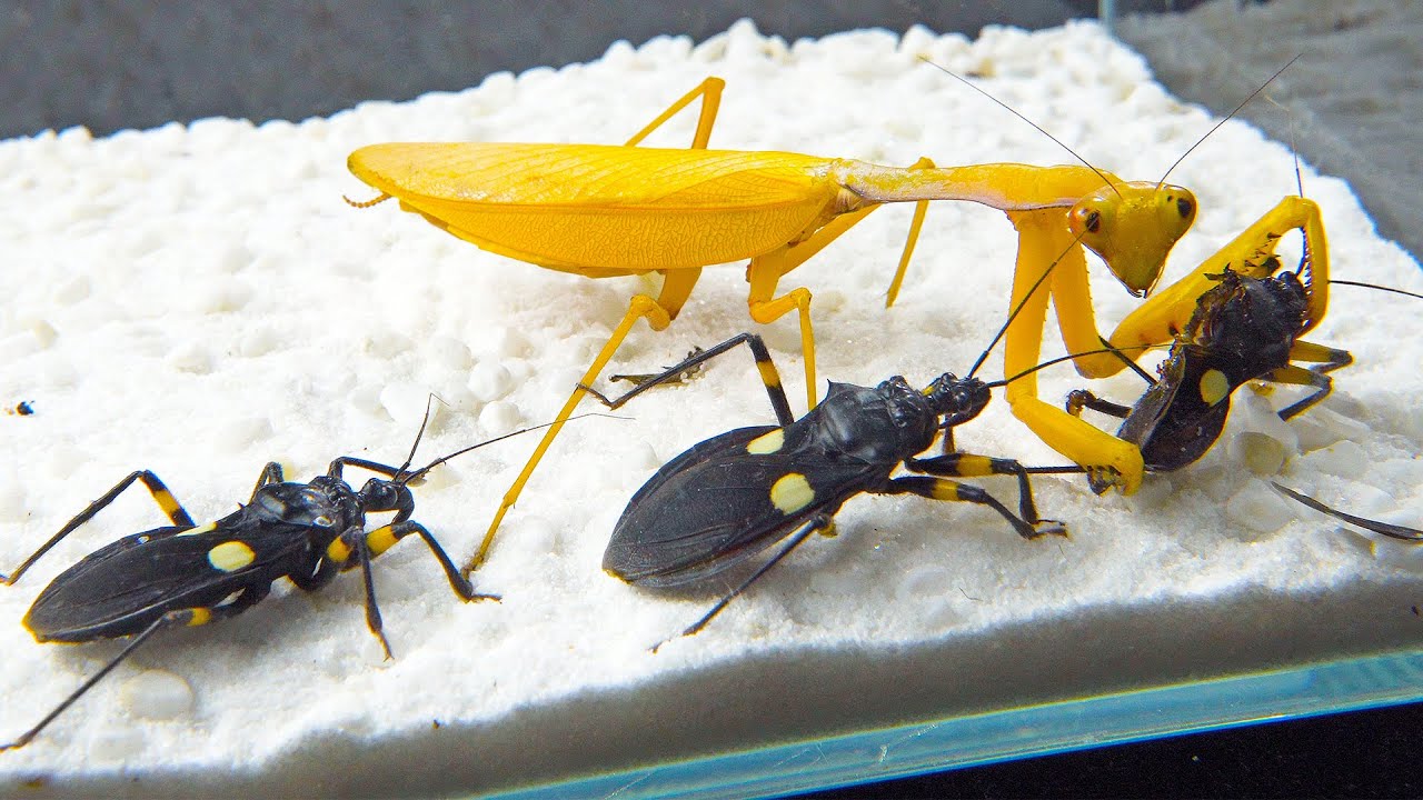 AVISO アビソ PRAYING MANTIS 5'6 ゴールドレーベル（AVISO