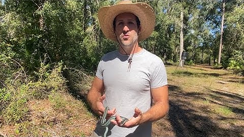 Florida Blue Garter Snake Rescue and Release