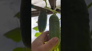 Pickled cucumbers and tomatoes Stocks for the winter / Маринованные огурцы и помидоры Запасы на зиму