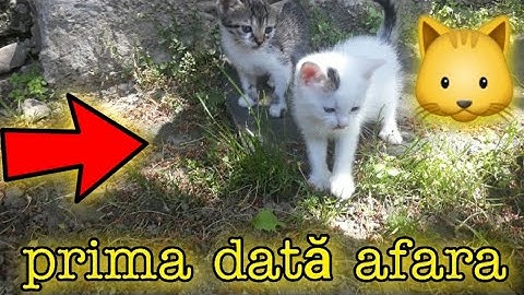 Am scos pentru prima dată pisicii afara