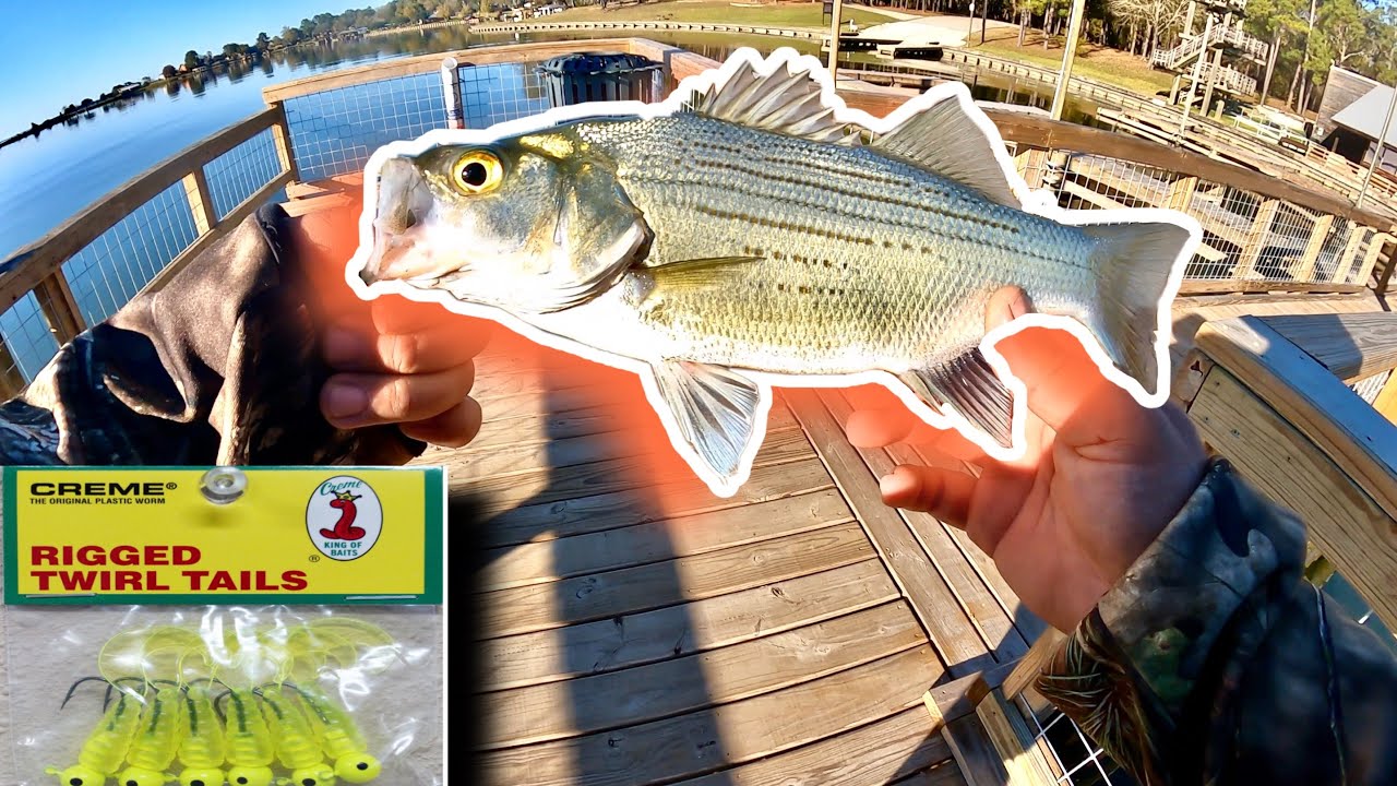 How To Catch MORE WHITE BASS with this SIMPLE RIG 
