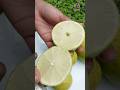 Seedless Lemon Cutting Fruitcutting Homegarden Youtubeshorts