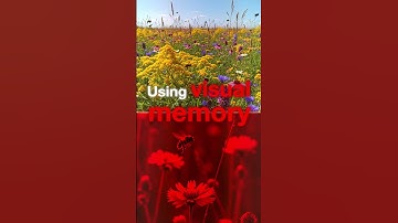 The Incredible Computing Power of a Bee