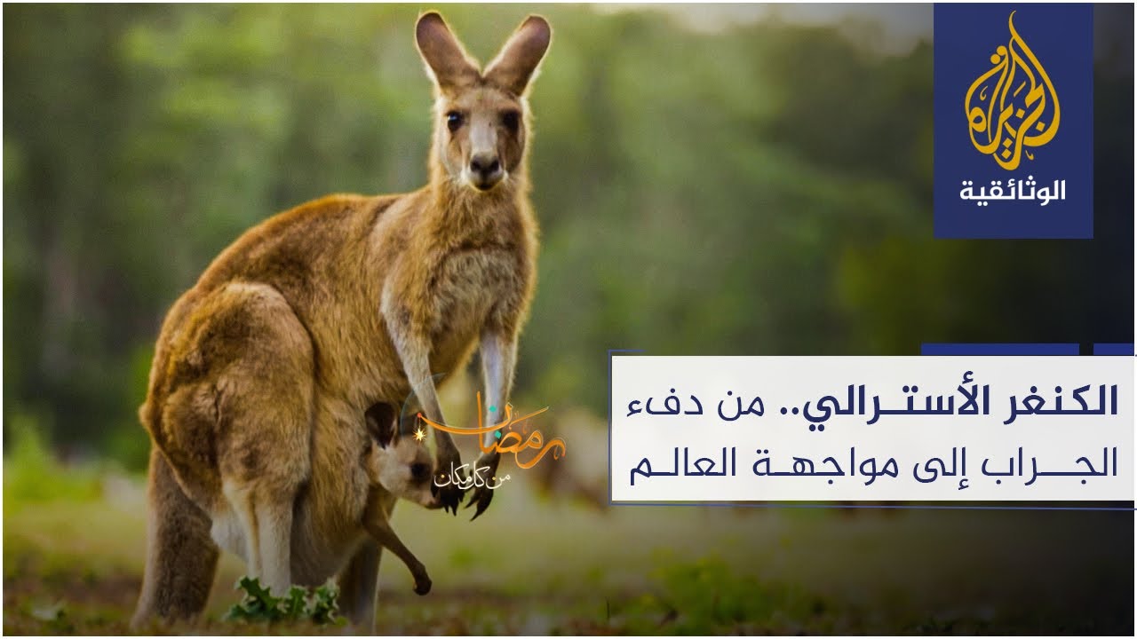 الكنغر الأسترالي.. من دفء الجراب إلى مواجهة العالم