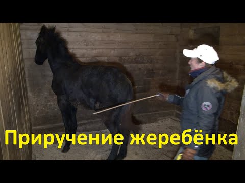 Как дрессировать лошадь в домашних условиях