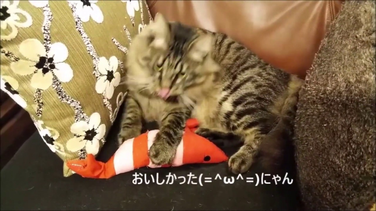 Cat eating shrimp 😺 YouTube