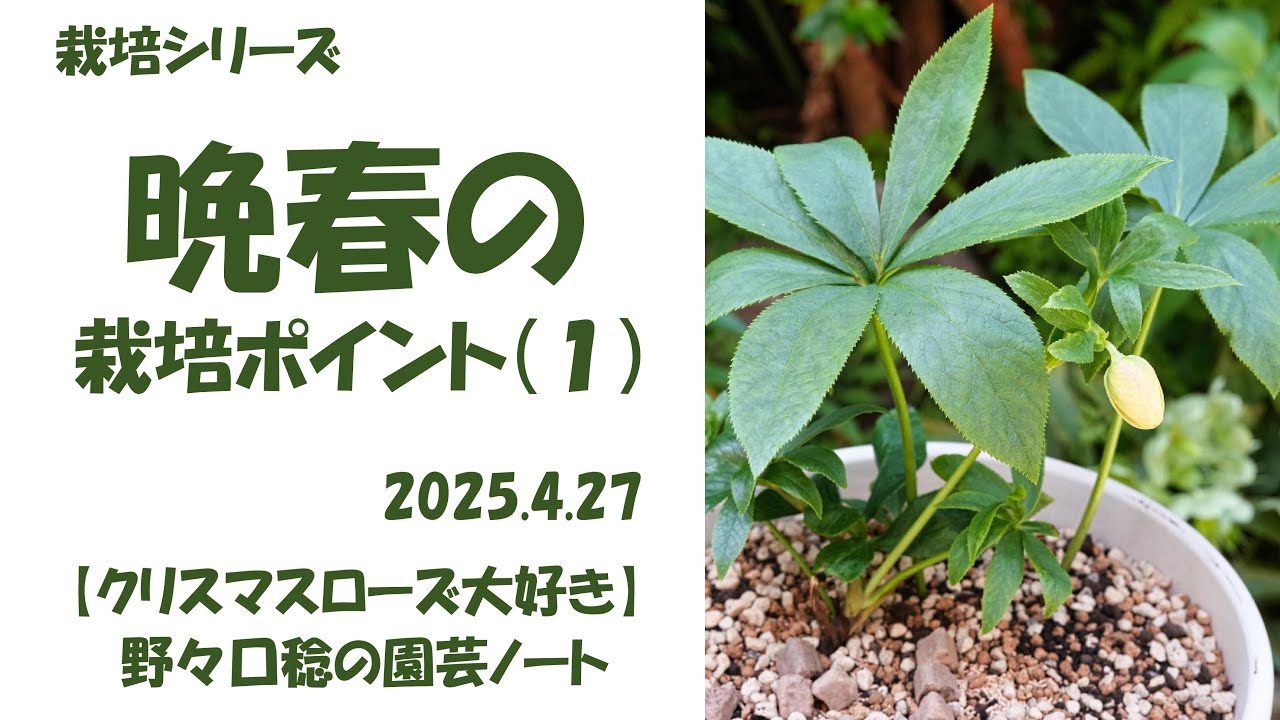2025.4.27 晩春の栽培ポイント（１）