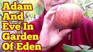 Adam And Eve Play: Apple Variety Kidds Orange Red/ Organic Allotment Kitchen Garden & Fruit Orchard