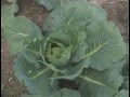 Советы по выращивание Капусты на дачном участке