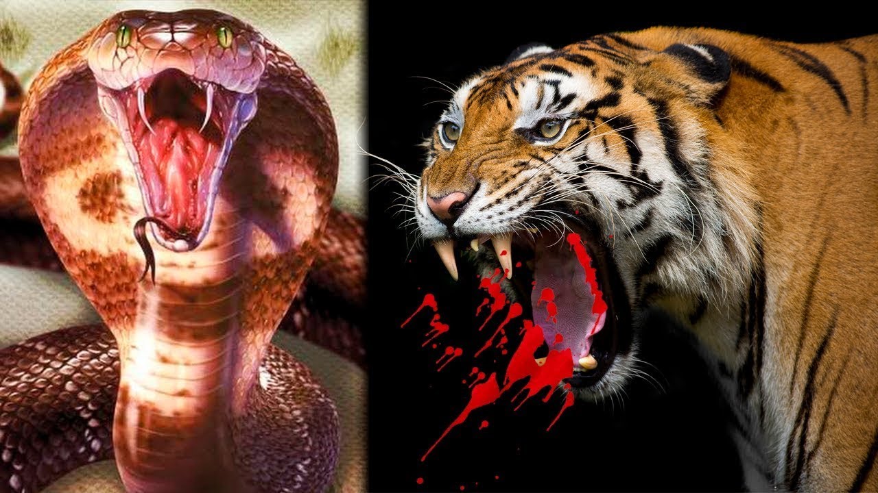 Top 10 Most Deadly Creatures on Earth - YouTube