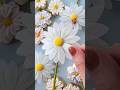 好き…きらい…🌼👌🏻花びら占いができちゃうアイシングクッキー#バレンタイン
