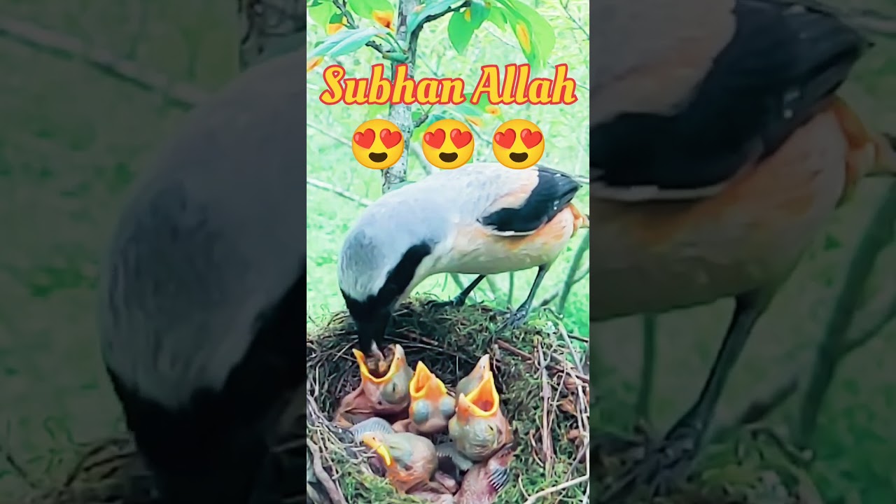 birds feed their babies 🐦 🥰 