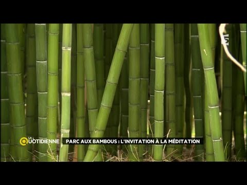 Vidéo: Variétés de bambou de la zone 5 - En savoir plus sur la culture du bambou dans la zone 5