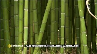 Les bambous d’ornement
