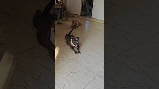 Tiger Attack Mode on 🤔🤨| #pitbulls #pitbulls #petsempire #dogbreed #viral #pitbull #dogtype #pets bt