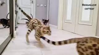 Personal little pride of leopard cats 🐆😄 #bengalcat #shorts #shortsvideo #shortsviral #youtube by Bengal Cats 107 views 2 months ago 24 seconds