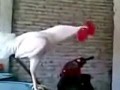 Laughing rooster