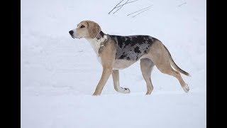 Дункер Норвежская гончая