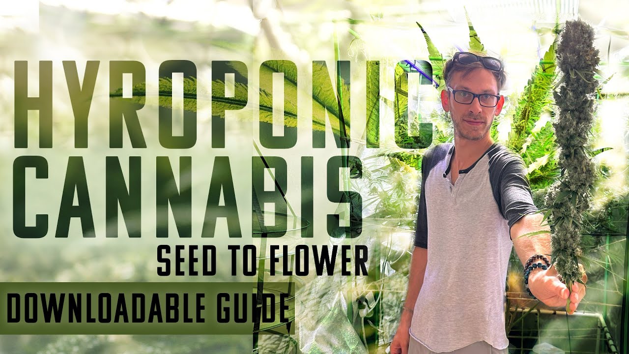 Hydroponic Lighting Expert Grows Cannabis For First Time | Seed to Flower | SPOILER It's MASSIVE!