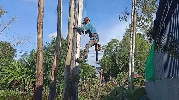 Cưa cây bạch đàn siêu cao  . siêu  Kỹ thuật cao