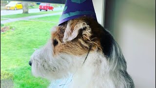 Happy 1st birthday 🎉 to my dog Skipper the Wire Fox Terrier !! by Skipper the Clever Wire Fox Terrier 2,092 views 2 years ago 58 seconds