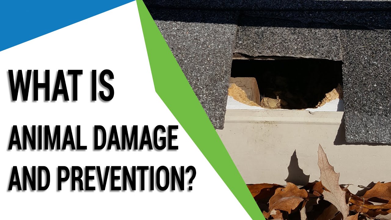 What Is Animal Damage and Prevention? YouTube