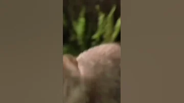 🐁 Почему опыты проводят на крысах?