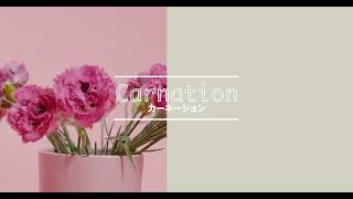 Carnation -Today's Flower-                            ⚫︎Mar.22.2022⚫︎