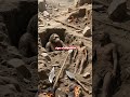 Neanderthals and Modern Humans: Love, War, and DNA #history #earlyhumans #prehistorichumans