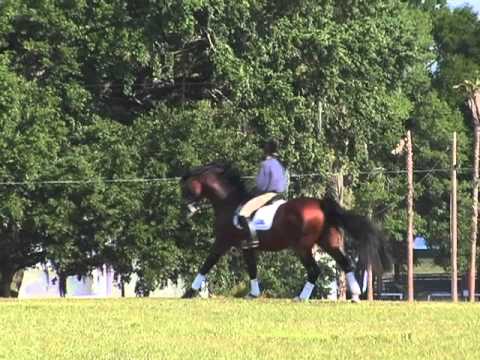 Video: Skillnad Mellan Hunter Och Jumper Horse