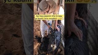 Mushkil ke baad asaani 🐐⚡ | New Machine #goat #camelfarm #farming #desertlife #youtubeshorts