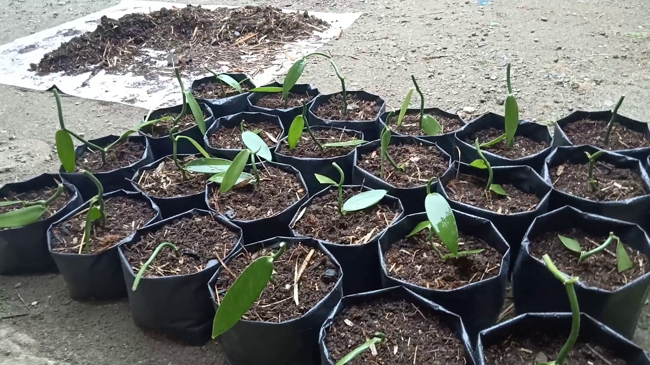 #vanilla #vanili #menanamvanili Tanam vanili di polybag 