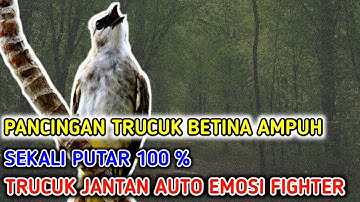 SUARA PANGGILAN TRUCUKAN BETINA PANCINGAN UNTUK JANTAN BAKALAN /OMBYOKAN dan MALAS BUNYI TRucukbahan