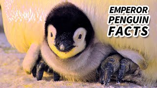 Emperor Penguin Facts: the BIGGEST Living Penguin | Animal Fact Files