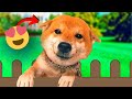 How Shiba&#39;s Show Affection - you NEED to know!