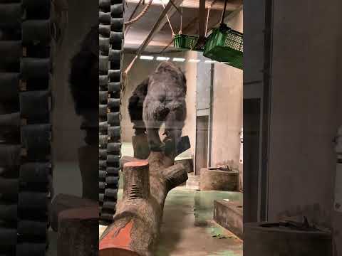 "Japan Monkey Center": 52-year-old Taro's leisurely mealtime 🥬🦍 #gorilla #taro