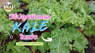 Grow Kale in a Basket: Fast-Growing, Frilly Leaves