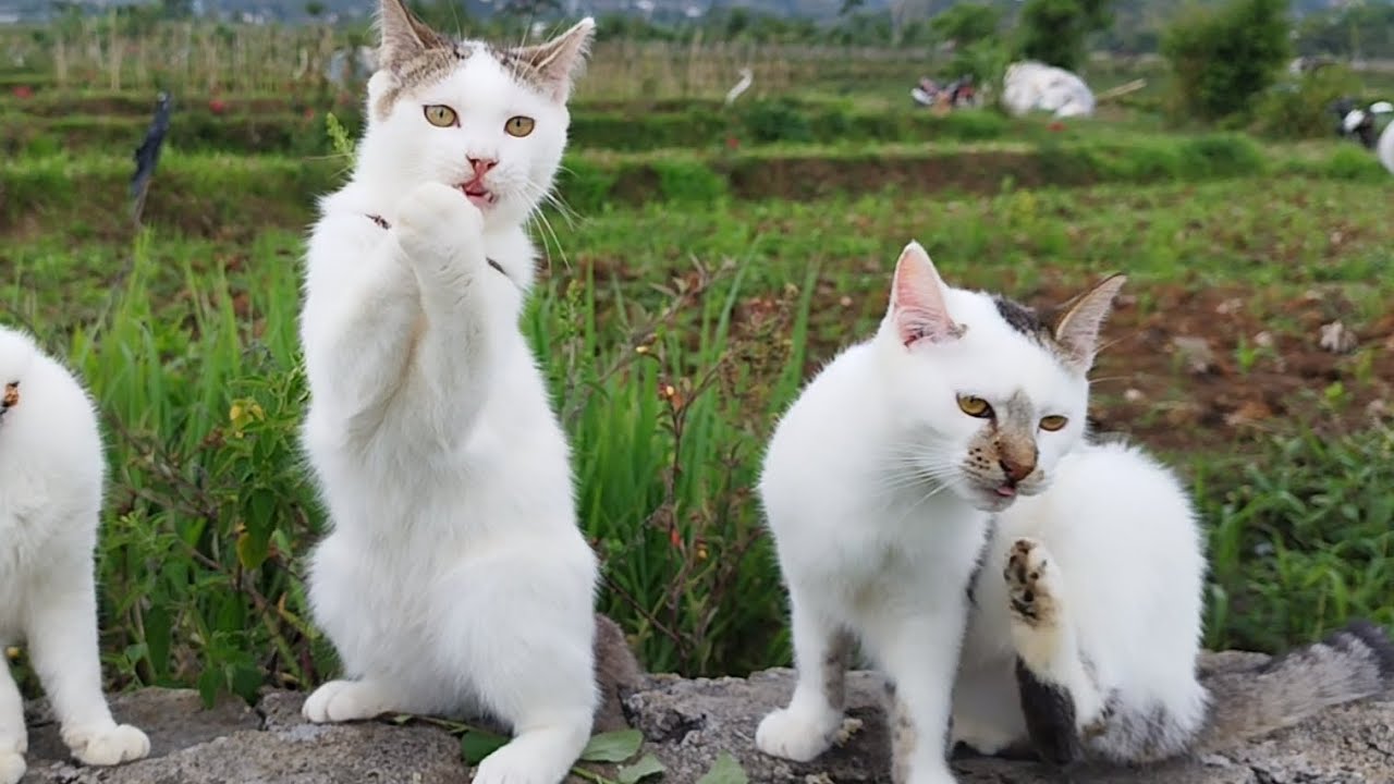 3 cute cats playing in the rice field - New Funny Videos 2023 😍 Cutest ...