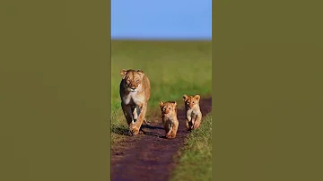 العدنان عدنان اليمان نانو محمد يمان عدنان الأمير لبوة أسد شبل 