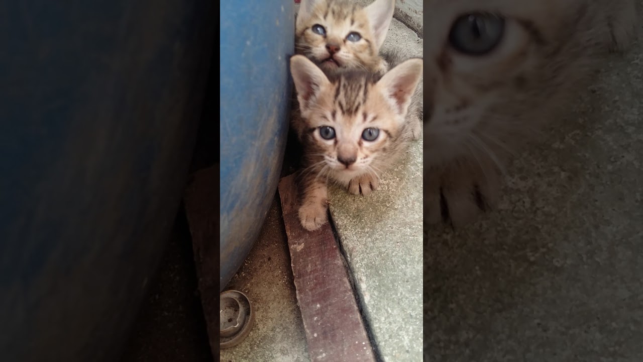 Kitten 2020 - YouTube