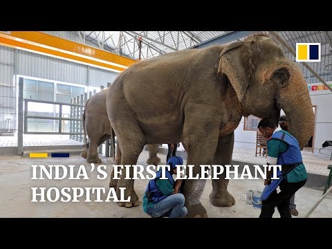 Video: Nagbukas Ang First Elephant Hospital Sa India